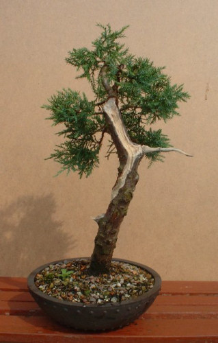 Juniper bonsai
